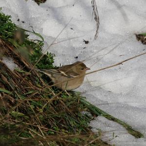 Eurasian Chaffinch