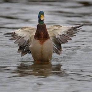 Mallard