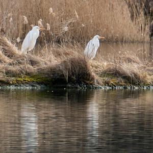 Great Egret