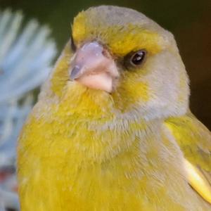 European Greenfinch