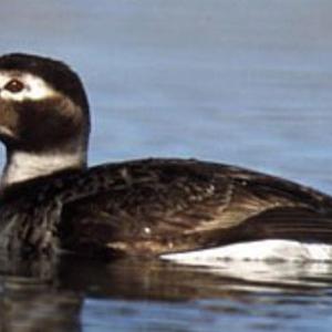 Long-tailed Duck