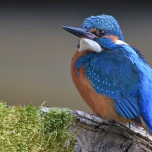 Common Kingfisher