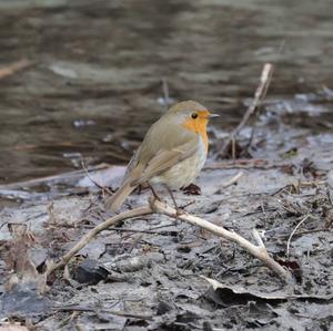 European Robin