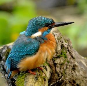 Common Kingfisher