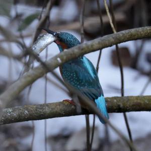 Common Kingfisher