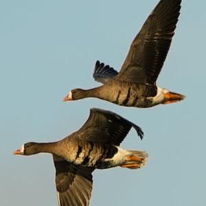 Greater White-fronted Goose