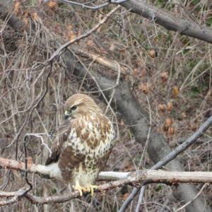 Common Buzzard