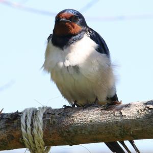 Barn Swallow