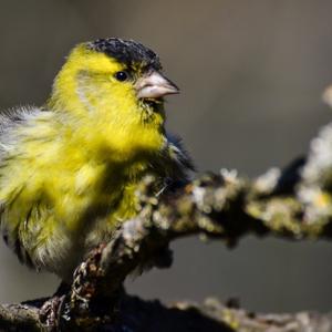 Eurasian Siskin