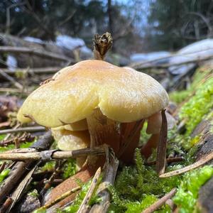 Smoky-gilled Hypholoma