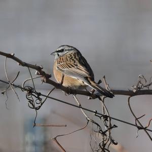 Rock Bunting