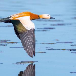 Ruddy Shelduck