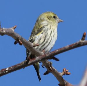 Eurasian Siskin