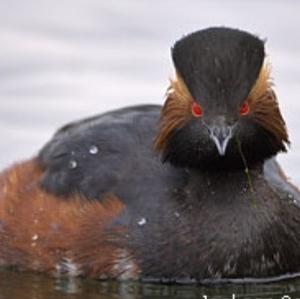 Black-necked Grebe