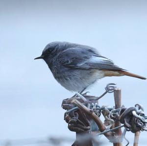 Black Redstart