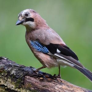 Eurasian Jay