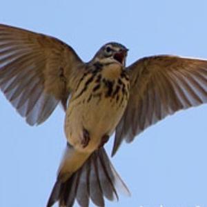 Tree Pipit