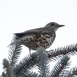 Mistle Thrush