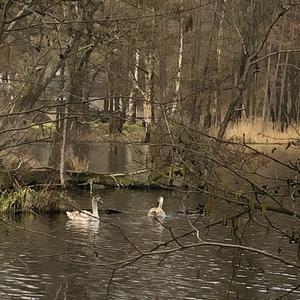 Mute Swan