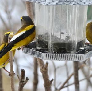 Evening Grosbeak