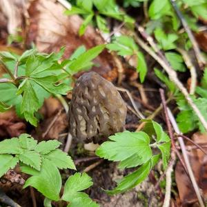 Black Morel