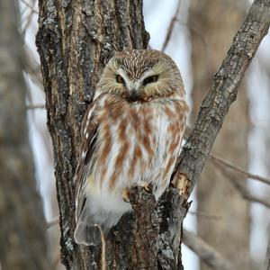 Northern Saw-whet Owl