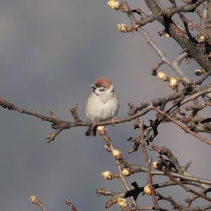 Eurasian Tree Sparrow