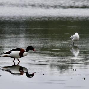 Common Shelduck