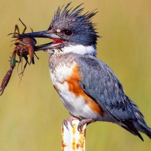 Common Kingfisher