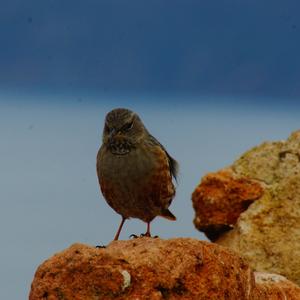 Hedge Accentor