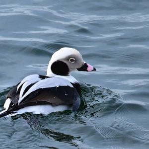 Long-tailed Duck