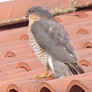 Eurasian Sparrowhawk