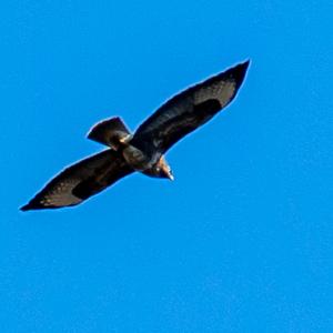 Common Buzzard