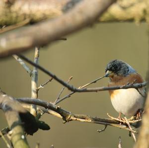 Brambling