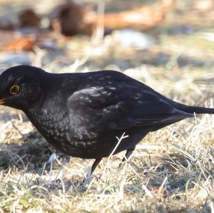 Eurasian Blackbird