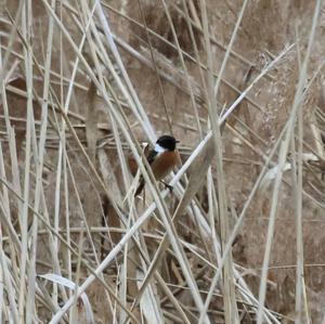 European stonechat