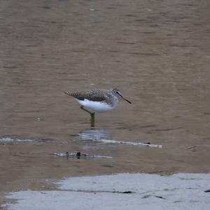 Green Sandpiper