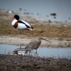 Eurasian Curlew