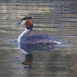 Great Crested Grebe