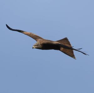 Black Kite