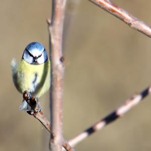 Blue Tit