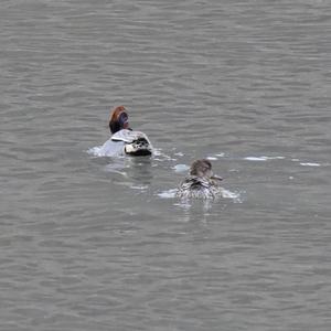 Common Teal