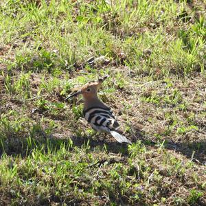 Eurasian Hoopoe