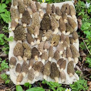 Black Morel