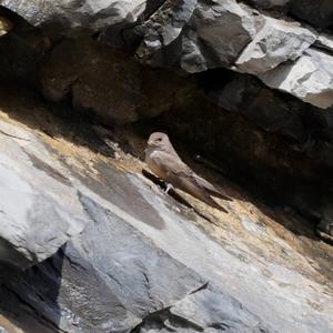 Eurasian Crag-martin