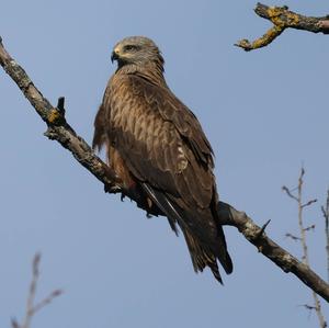 Black Kite