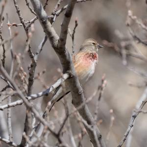 Eurasian Linnet