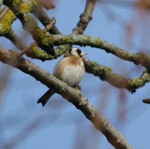 European Goldfinch