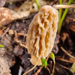 Black Morel