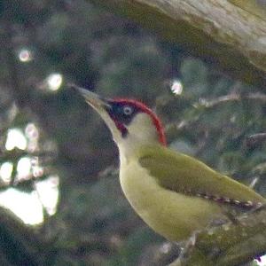 Eurasian Green Woodpecker